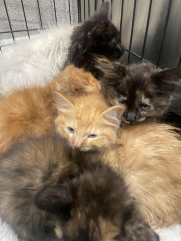 Fuzz Balls photo 5
