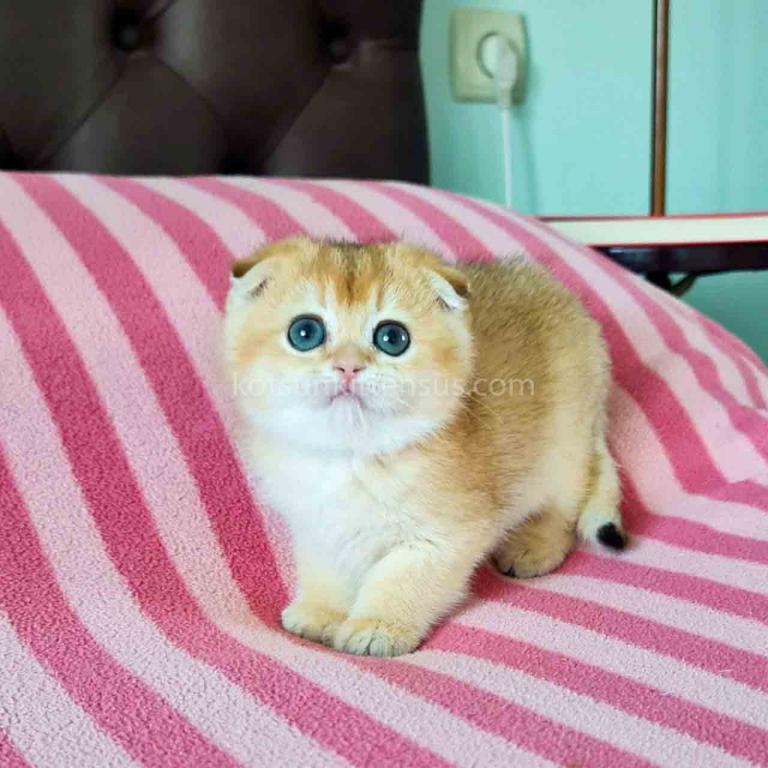 Maya Golden Shaded Ny 11 Scottish Fold Baby Girl photo 5
