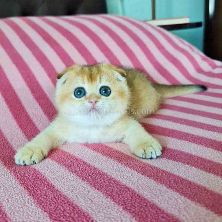 Maya Golden Shaded Ny 11 Scottish Fold Baby Girl photo 4