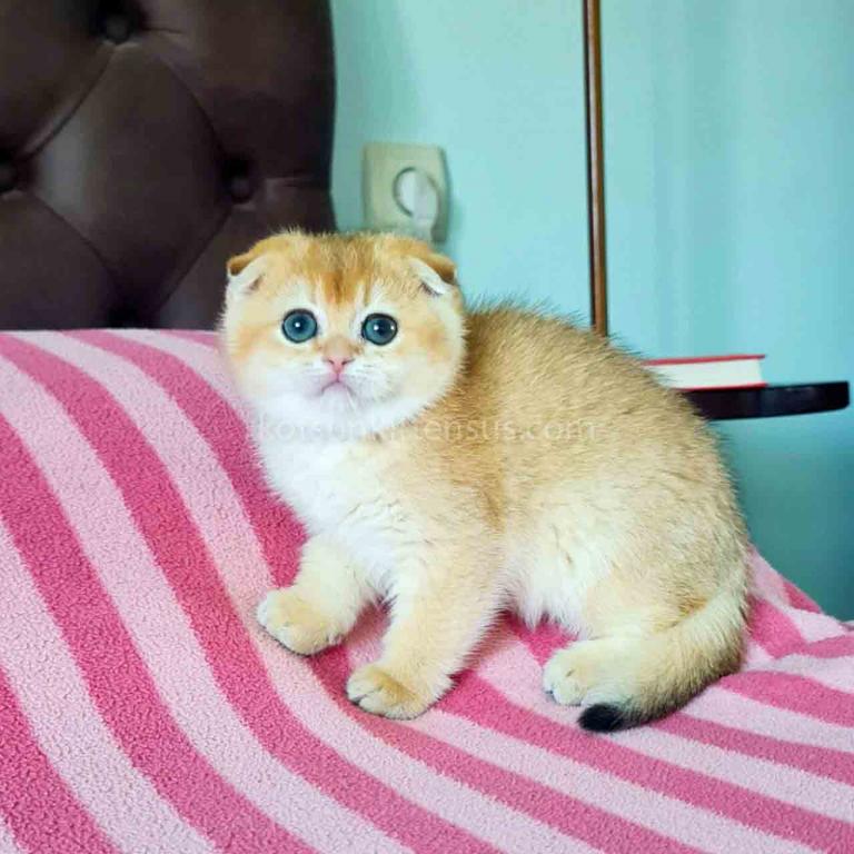 Maya Golden Shaded Ny 11 Scottish Fold Baby Girl photo 3