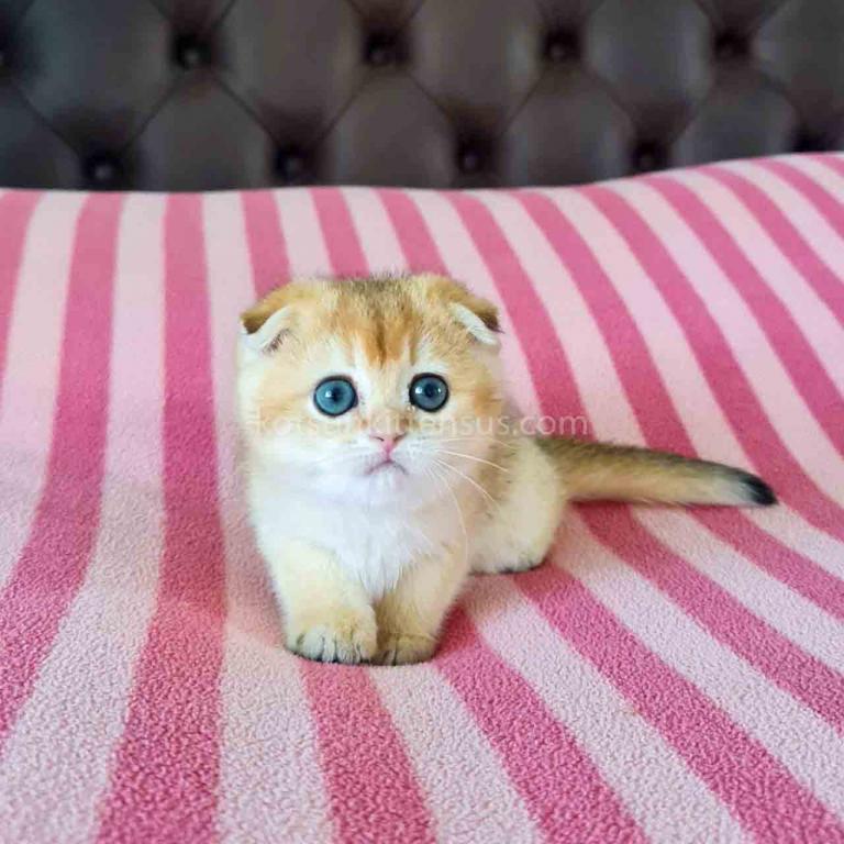 Maya Golden Shaded Ny 11 Scottish Fold Baby Girl photo 2