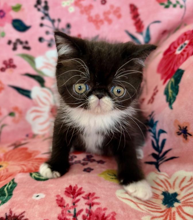 Tuxedo Baby
