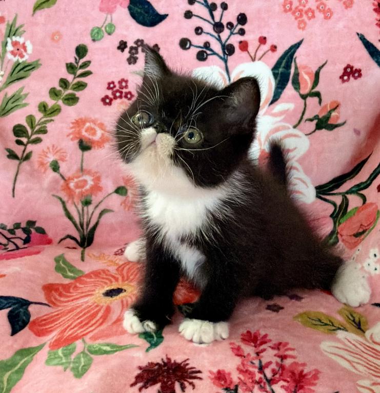 Tuxedo Baby photo 2