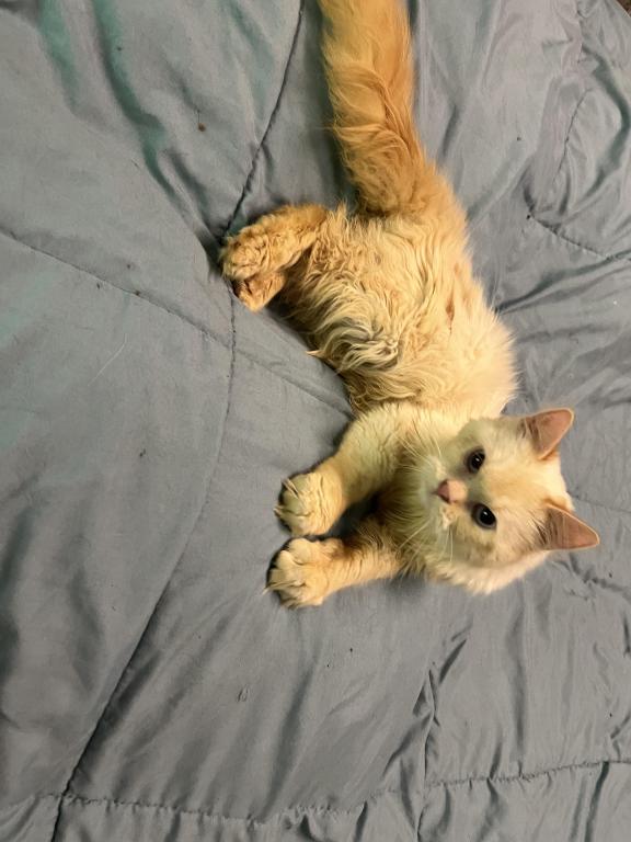 Buttercup photo 4