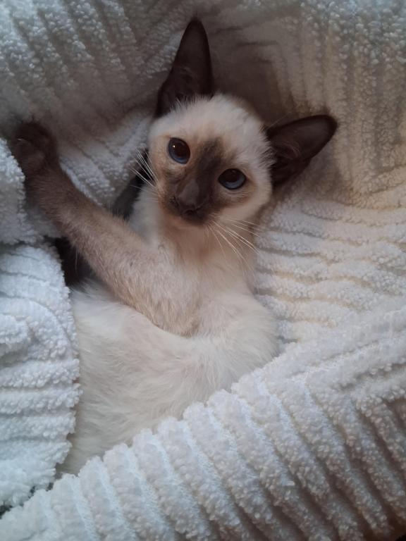 Stella