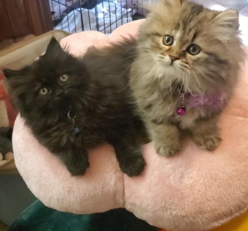 Salem And Sebastian photo 3