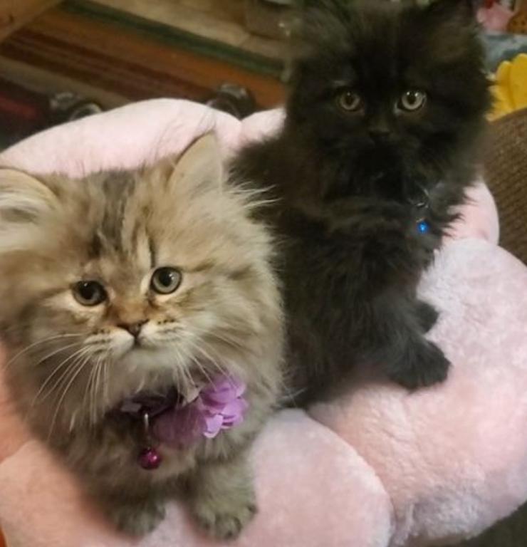 Salem And Sebastian photo 2