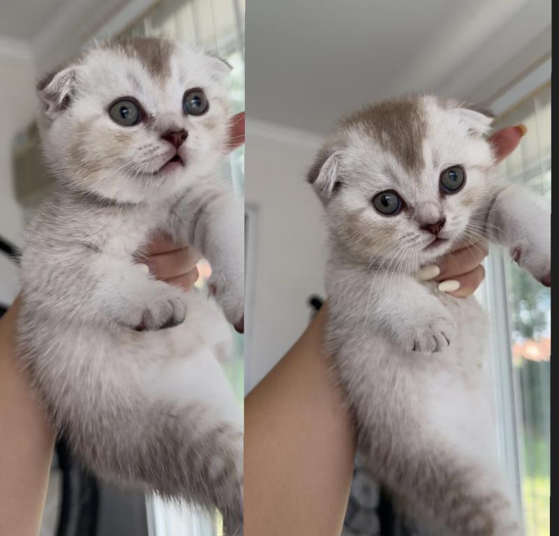 Scottish Fold photo 1