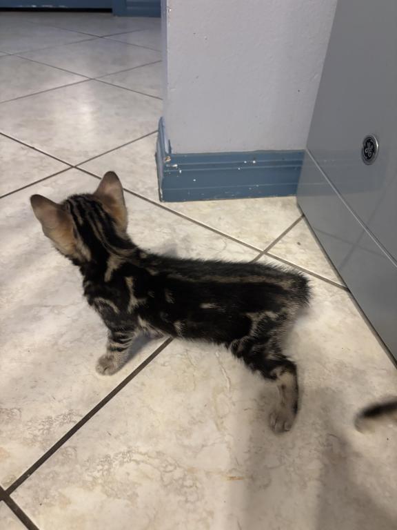 May Kitties photo 4