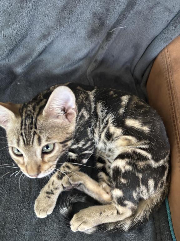 May Kitties photo 4