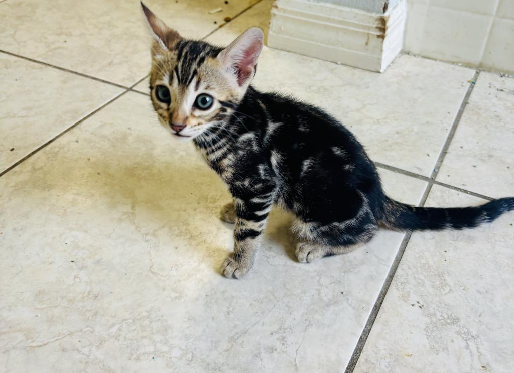 May Kitties