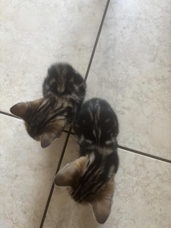 May Kitties photo 5