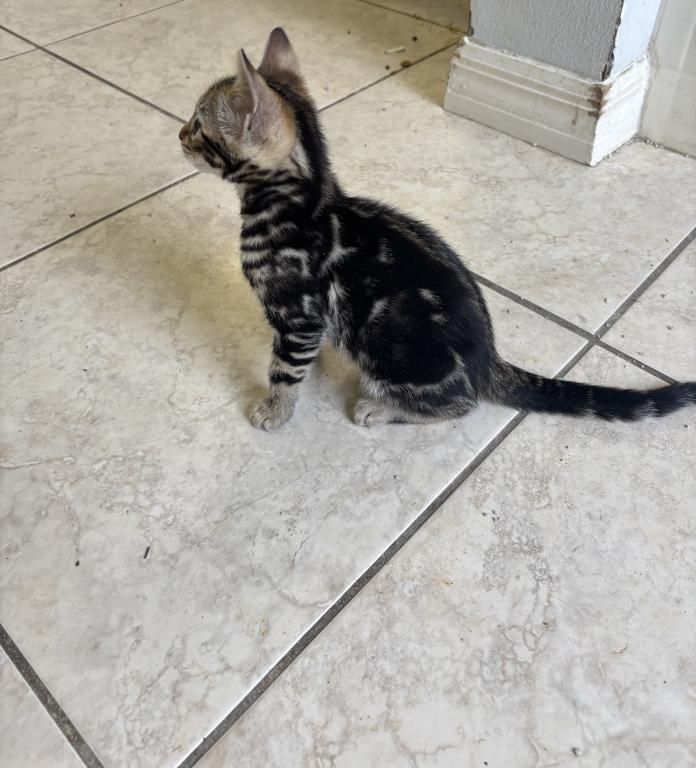 May Kitties photo 3