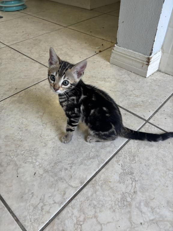 May Kitties photo 2