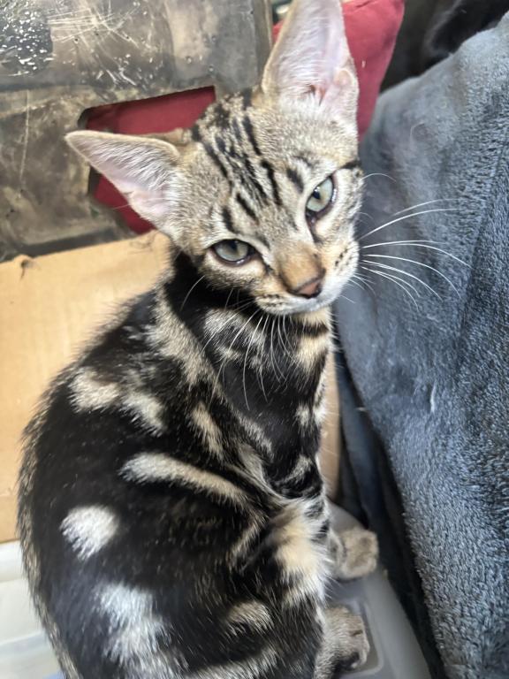 May Kitties photo 3