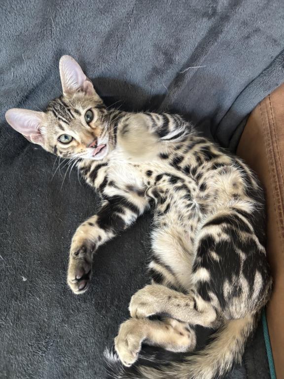 May Kitties photo 2