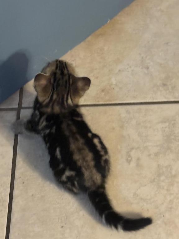 May Kitties photo 6