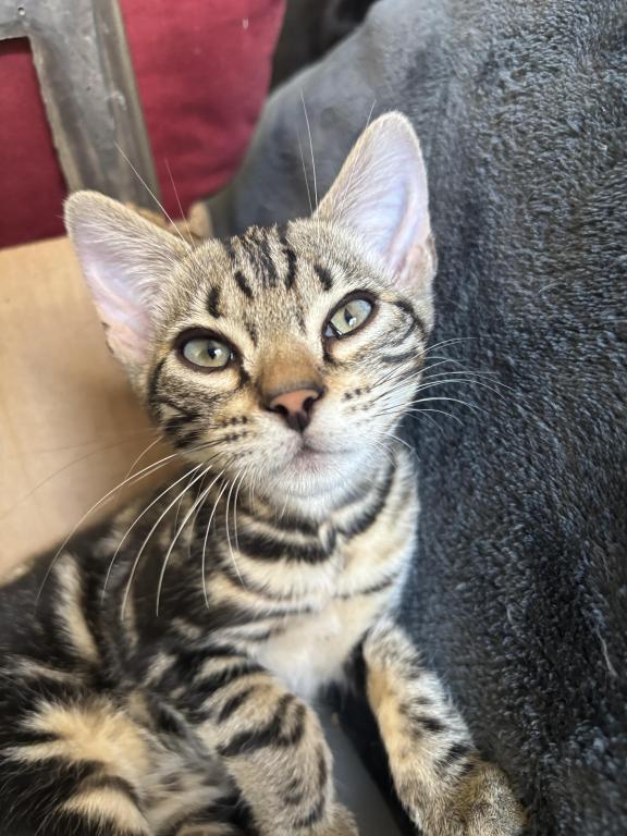 May Kitties