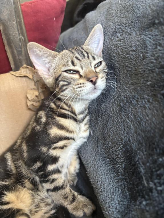 May Kitties photo 5