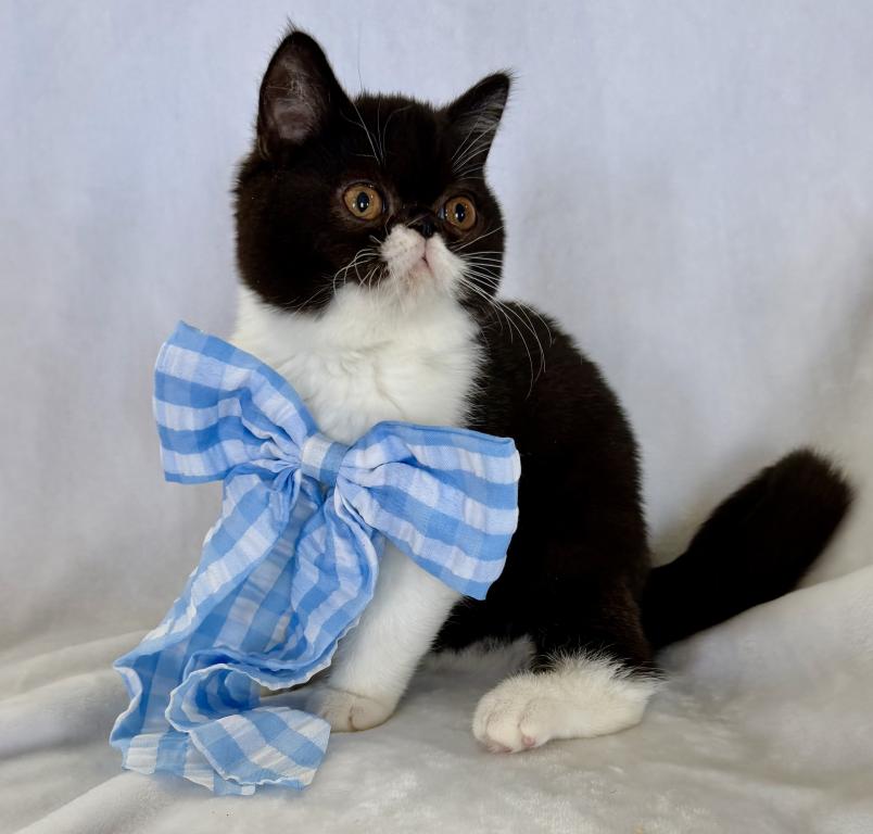 Sweet Tuxedo ESH