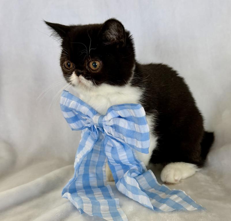 Sweet Tuxedo ESH photo 2