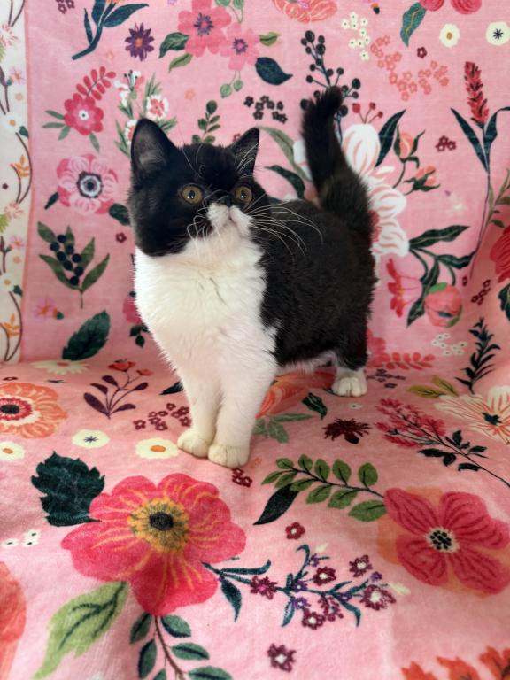 Sweet Tuxedo ESH photo 2