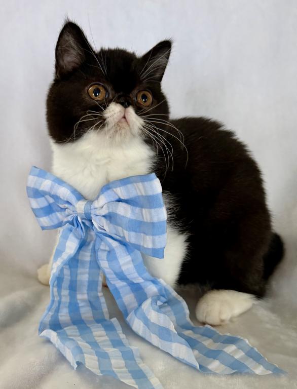 Sweet Tuxedo ESH photo 3