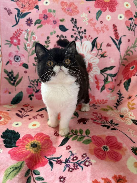 Sweet Tuxedo ESH
