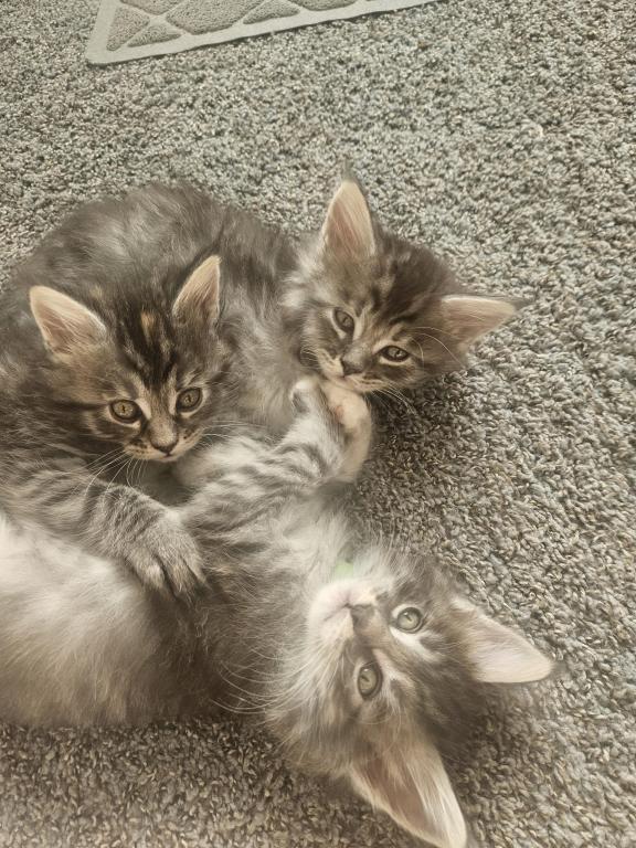 Maine Coon Kittens 1Male 3 Female's photo 3