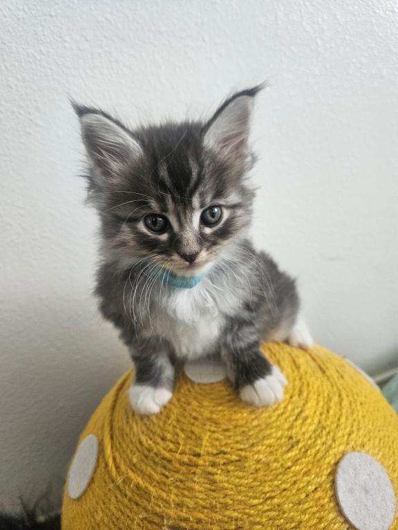 Maine Coon Kittens 1Male 3 Female's photo 10