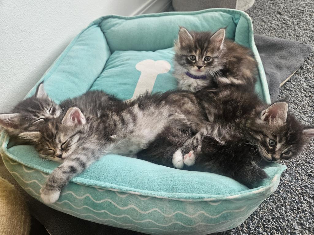 Maine Coon Kittens 1Male 3 Female's photo 5