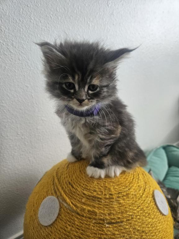 Maine Coon Kittens 1Male 3 Female's photo 7