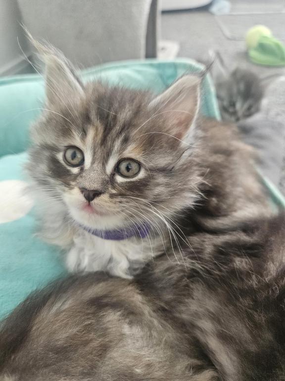Maine Coon Kittens 1Male 3 Female's photo 6