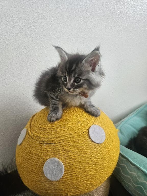 Maine Coon Kittens 1Male 3 Female's photo 11