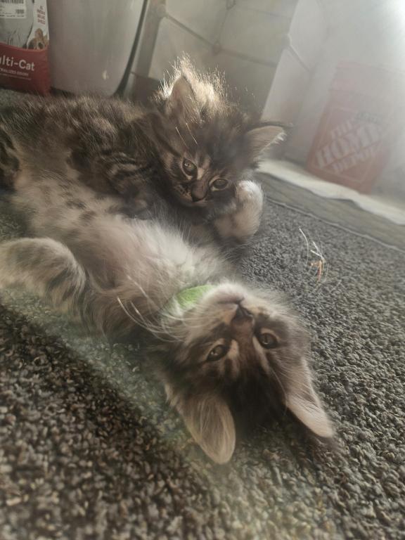 Maine Coon Kittens 1Male 3 Female's photo 2