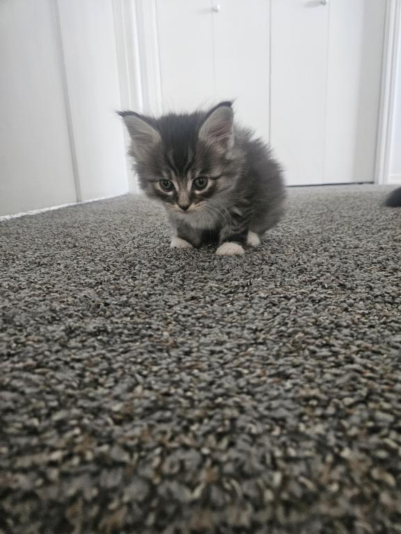 Maine Coon Kittens 1Male 3 Female's photo 9