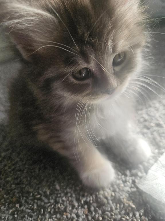 Maine Coon Kittens 1Male 3 Female's photo 4