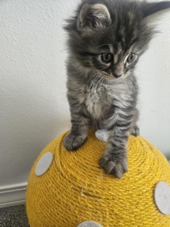 Maine Coon Kittens 1Male 3 Female's photo 8