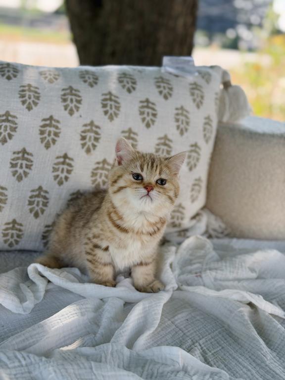 Black Golden Spotted British Shorthair Boy photo 7