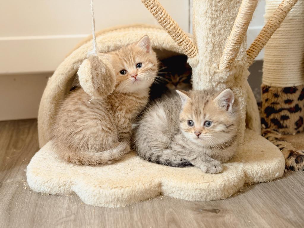 Black Golden Spotted British Shorthair Boy photo 9