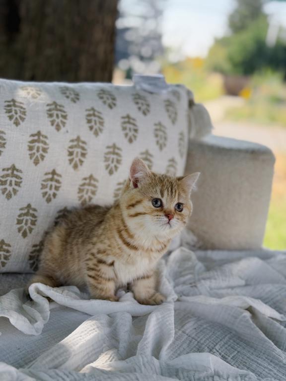Black Golden Spotted British Shorthair Boy photo 8