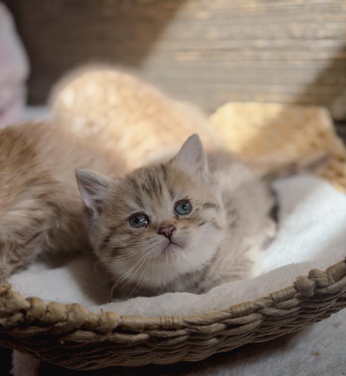 Black Golden Spotted British Shorthair Boy photo 11