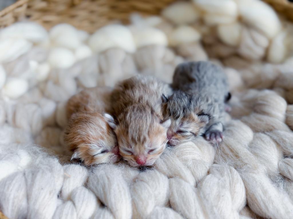 Black Golden Spotted British Shorthair Boy photo 16
