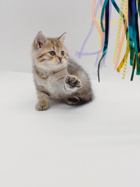 Black Golden Spotted British Shorthair Boy photo 3