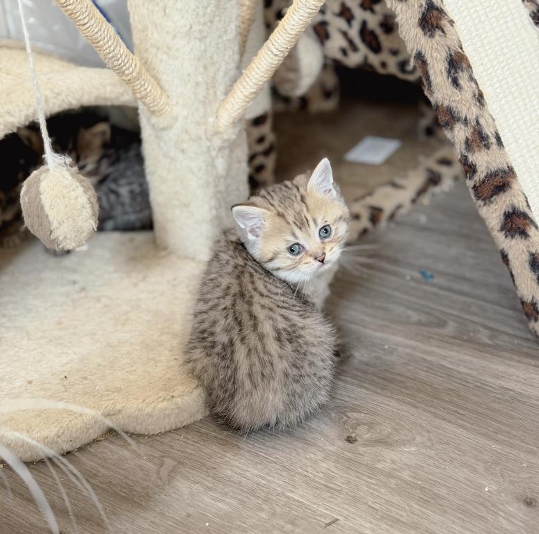 Black Golden Spotted British Shorthair Boy photo 7