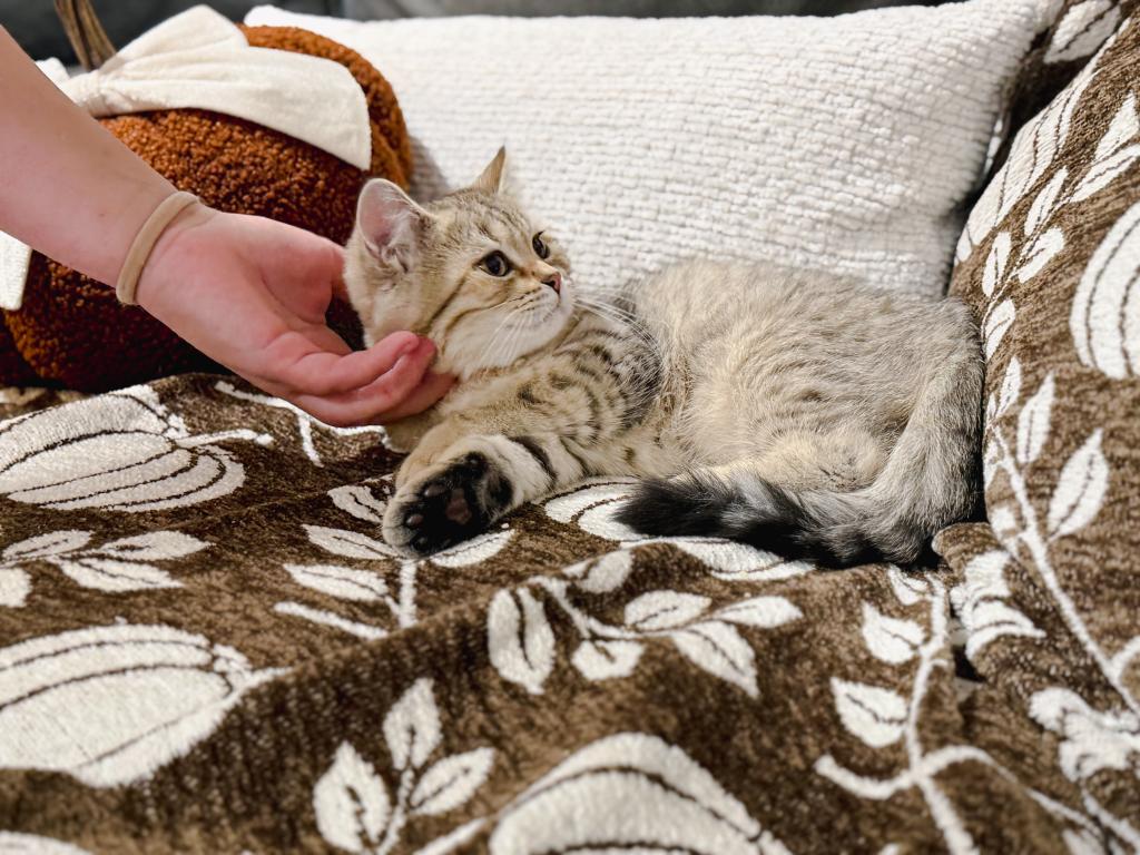 Black Golden Spotted British Shorthair Boy photo 4