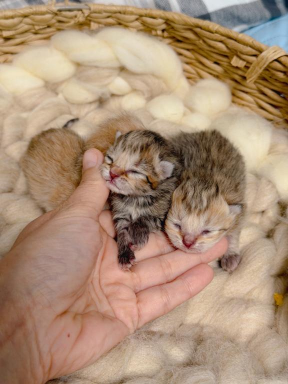 Black Golden Spotted British Shorthair Boy photo 14