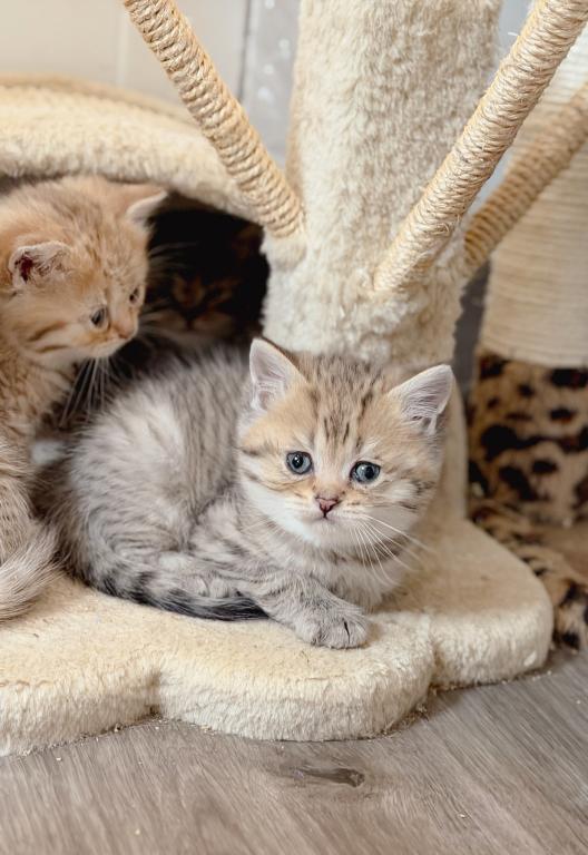 Black Golden Spotted British Shorthair Boy photo 8