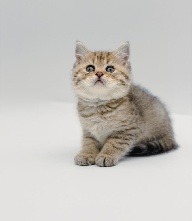 Black Golden Spotted British Shorthair Boy photo 1