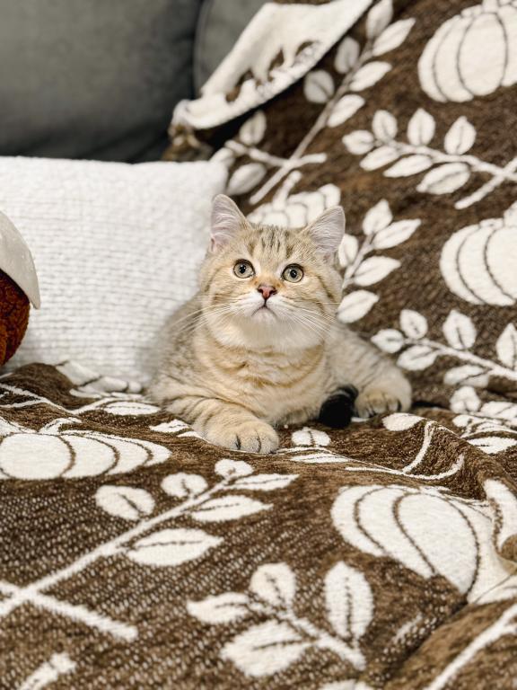 Black Golden Spotted British Shorthair Boy photo 5